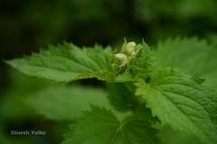 Scrophularia calycina